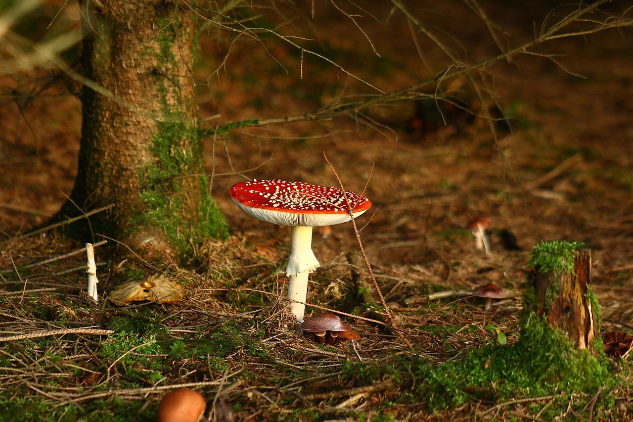 Fliegenpilz im Wald